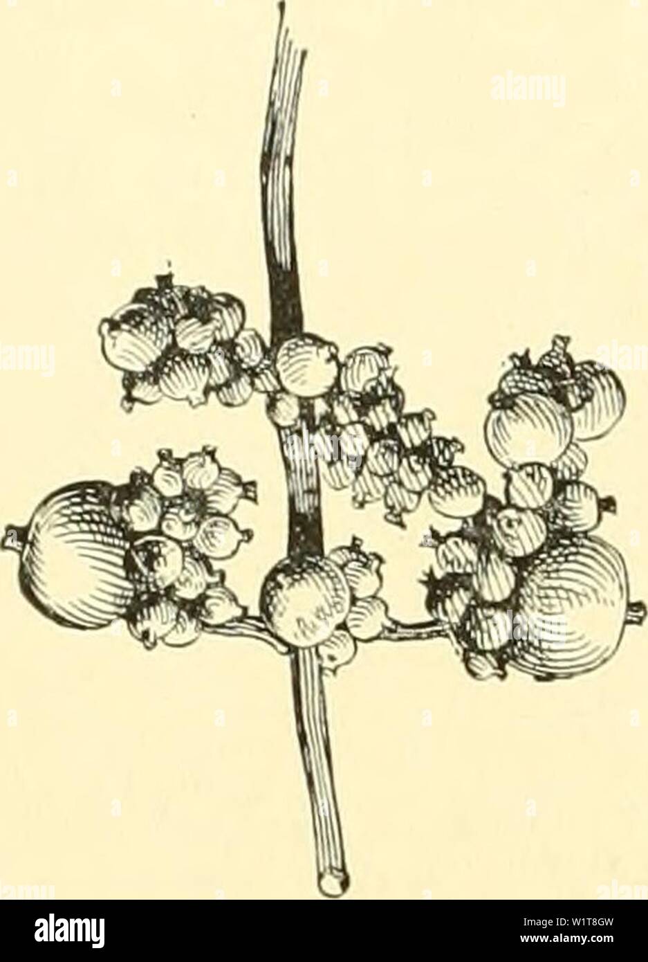 Archive image from page 99 of Cyclopedia of American horticulture, comprising. Cyclopedia of American horticulture, comprising suggestions for cultivation of horticultural plants, descriptions of the species of fruits, vegetables, flowers and ornamental plants sold in the United States and Canada, together with geographical and biographical sketches, and a synopsis of the vegetable kingdom  cyclopediaofamer06bail Year: 1906 1758 SYMPHORICARPOS SYMPLOCOS    Eastern N. A. B.B. 3:235.-A smooth shrub with slen- der brandies usually bending under its load of berries. Var. paucifldrus, Robbins, is o Stock Photo