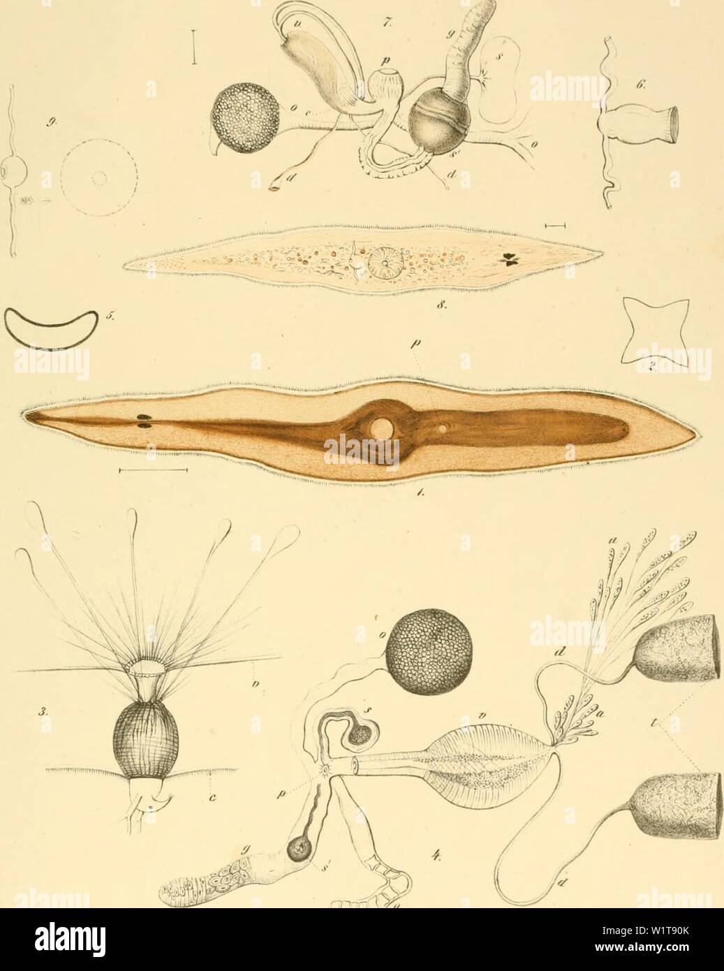Archive image from page 450 of Denkschriften der Kaiserlichen Akademie der. Denkschriften der Kaiserlichen Akademie der Wissenschaften / Mathematisch-Naturwissenschaftliche Classe  denkschriftender15kais Year: 1858 O.Siluiiiill. Kr.ikinicr 'l'iirlicll.ui.n Ta    'OI l)n.k.s.l,r,|-lrM der k Ak.nl aV.SNen.sil, mallHM,, nMurvv nXVli.l lll.;(l. Stock Photo