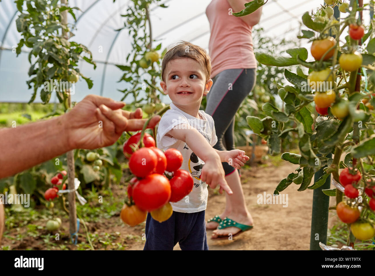 Farmers picking tomatoes in summer hi-res stock photography and images ...