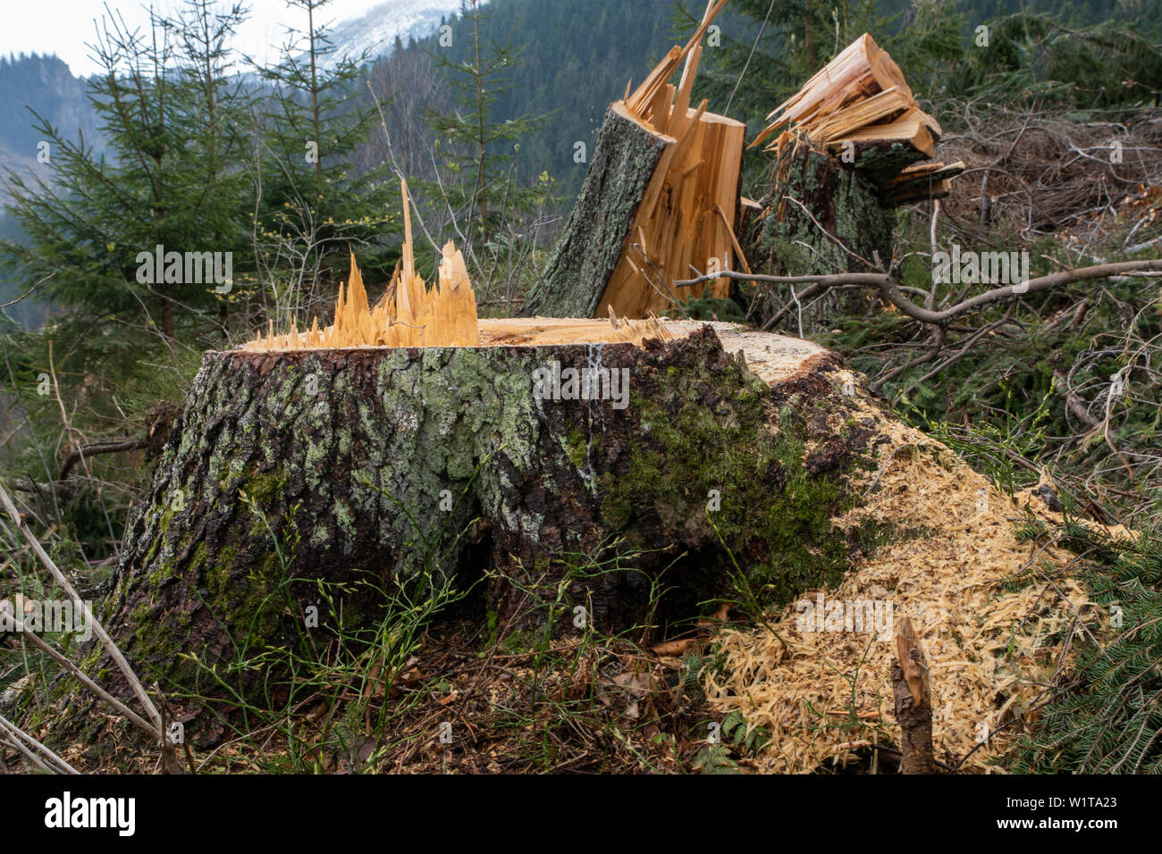 Felled tree in Tatra Moutains. Slovakia. Stock Photo