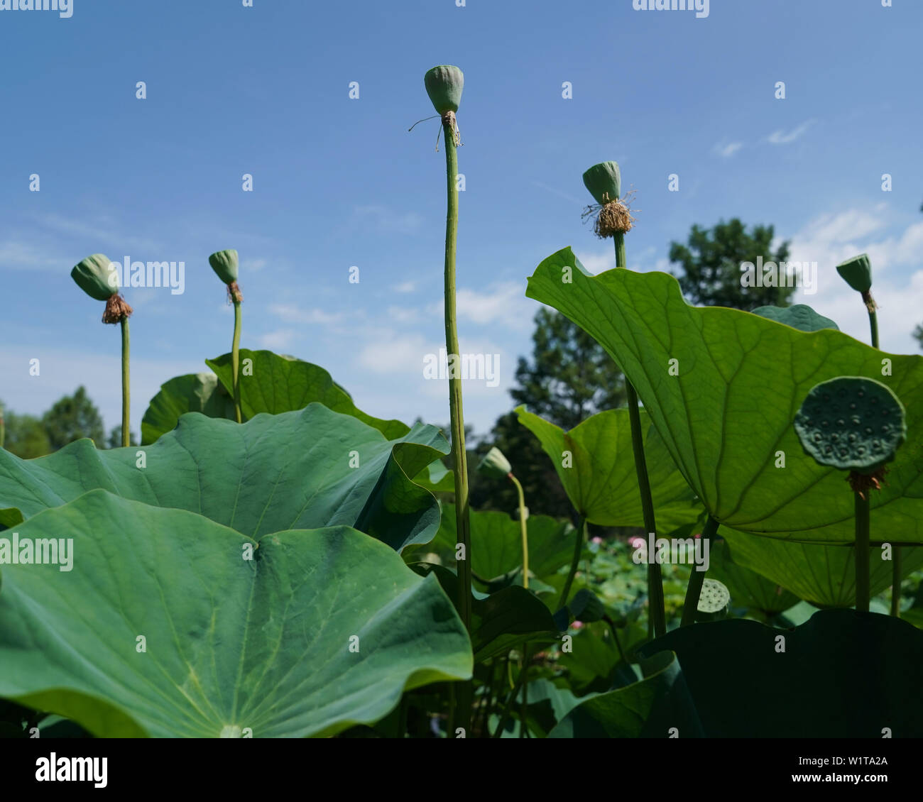 Washington Usa 3rd July 2019 Lotus Seed Pods Are Seen At