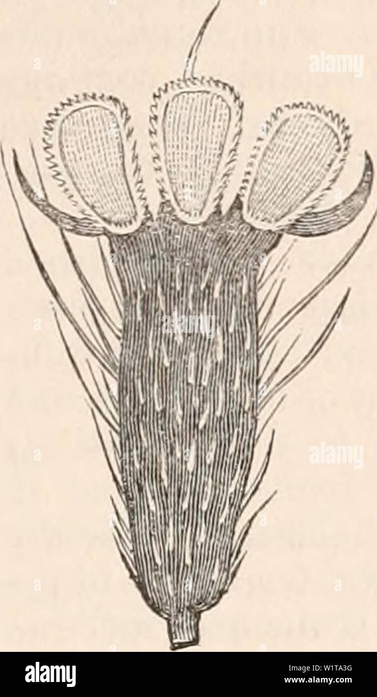 Archive image from page 456 of The cyclopædia of anatomy and. The cyclopædia of anatomy and physiology  cyclopdiaofana03todd Year: 1847 MOTION. 443 the coxae to the trunk is by cotyloid joints, as in the Rhimophorae, or by ginglymoid joints, as in the Lamellicornes; and between the trochanter and femur, the coxa and tro- chanter, the femur and tibia, the joints are usually ginglymoid : the axis of each of these joints is turned at right angles to the next, so that, as Dr. Iloget remarks, ' there results from the combination of both, a capability in the thigh of executing a circular motion, in Stock Photo
