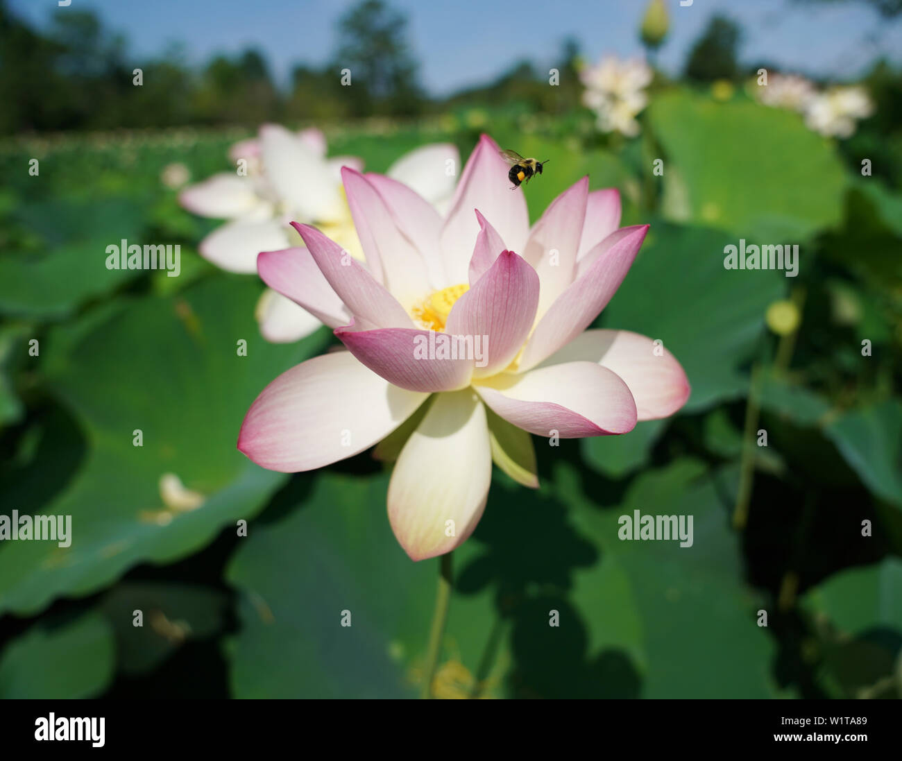Washington Usa 3rd July 2019 Lotus Flowers Are Seen At