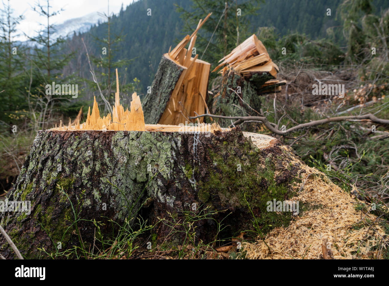 Felled tree in Tatra Moutains. Slovakia. Stock Photo
