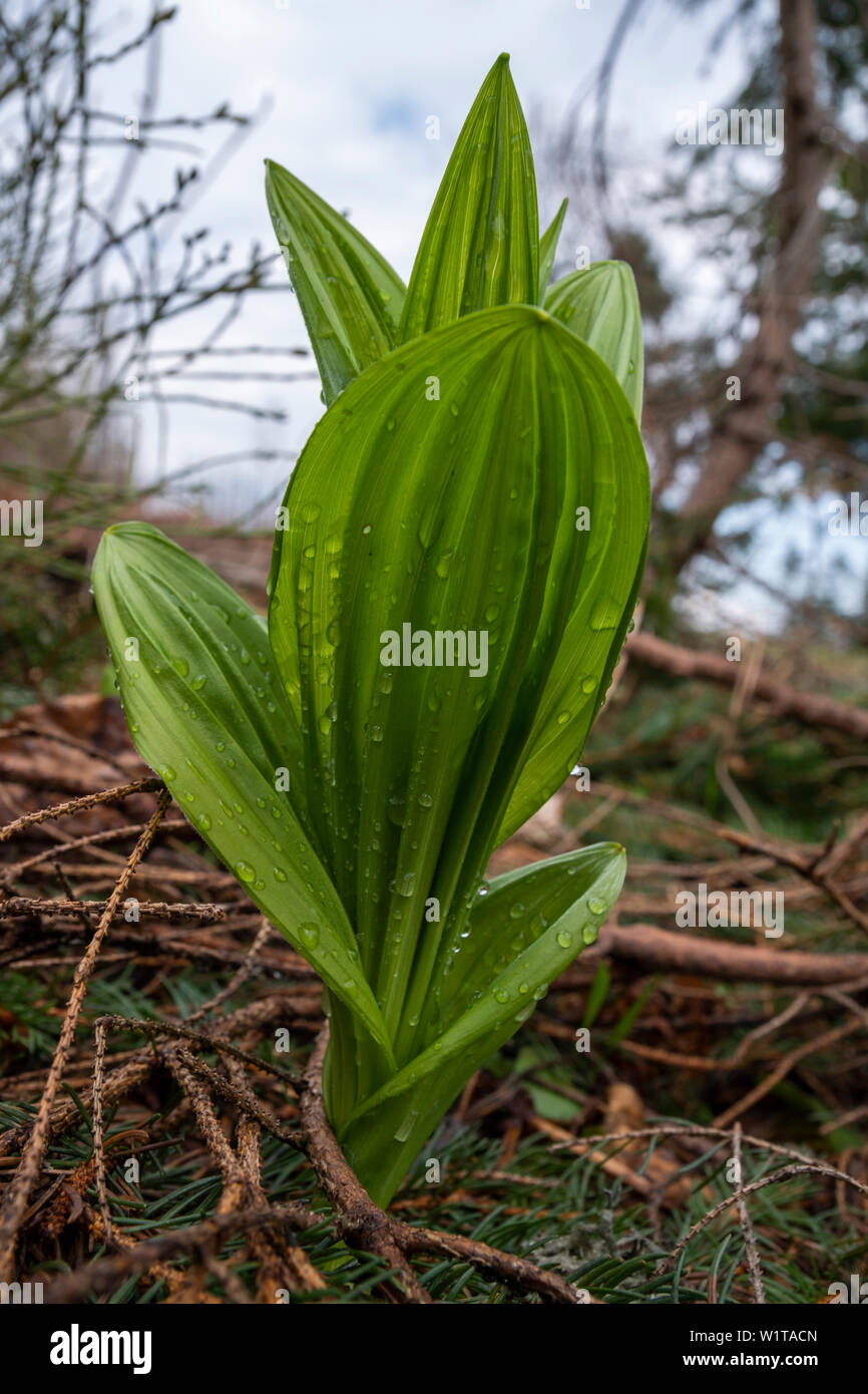 Spring plant with water drops in Tatra Moutains Stock Photo