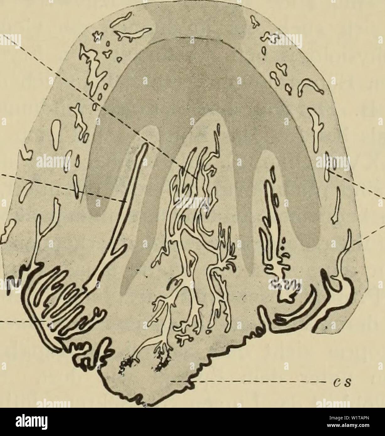 Prostatica High Resolution Stock Photography And Images Alamy