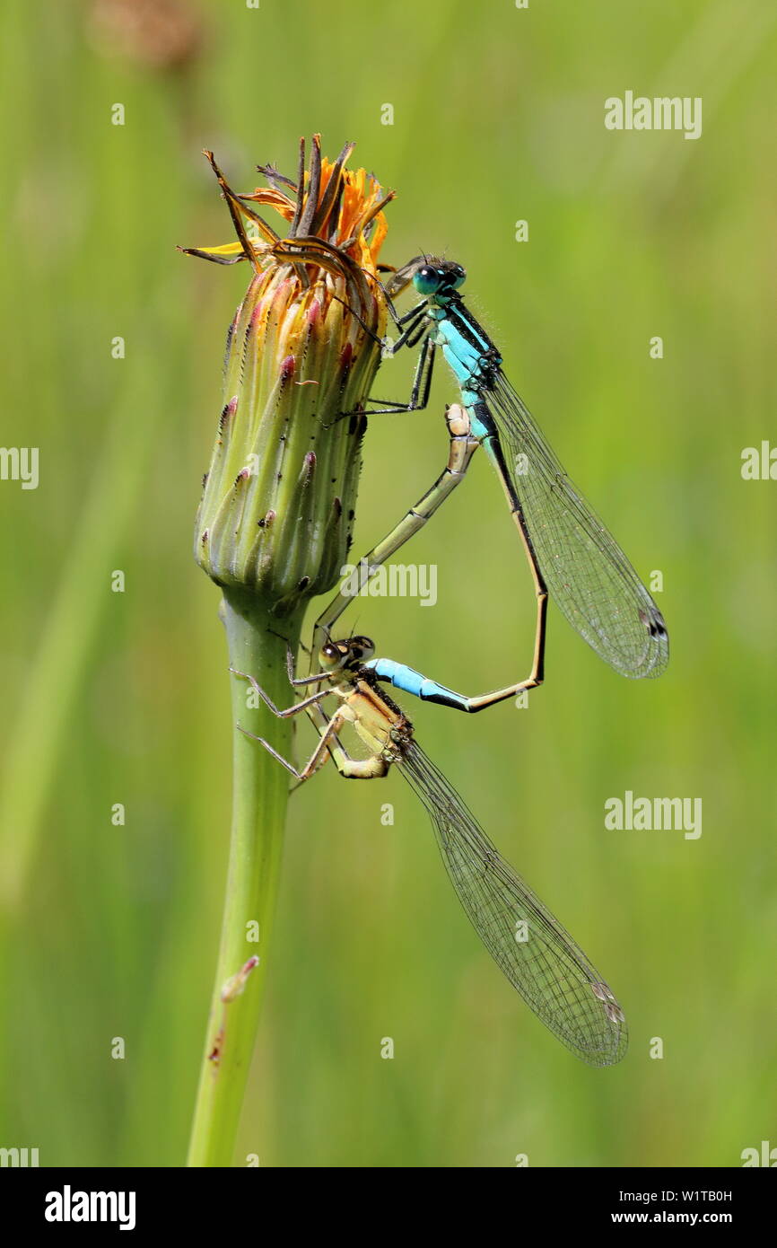 A pair of blue tailed damsel flies (Ischnura elegans) mating in the wheels position on a dandelion (Taraxacum) flower bud Stock Photo