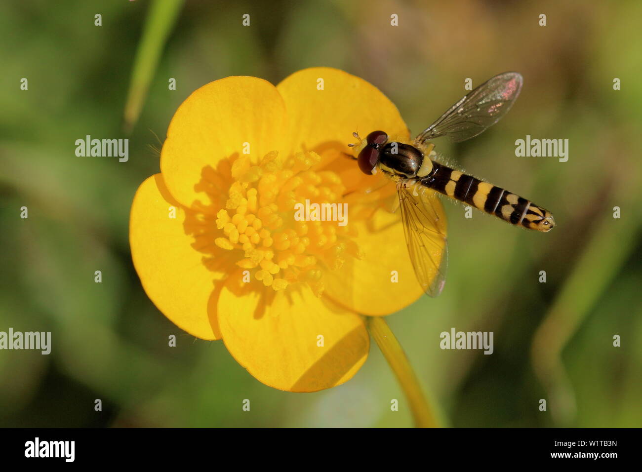 A long Hover fly (Sphaerophoria scripta) on a bright yellow creeping buttercup (Ranunculus repens) flower Stock Photo