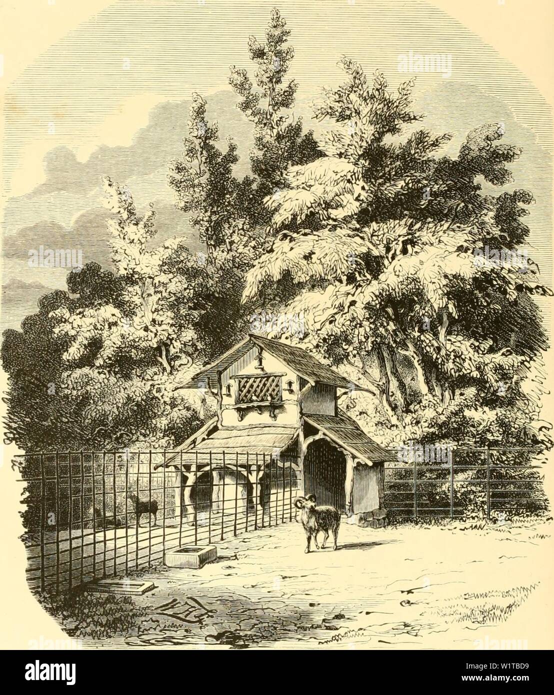 Archive image from page 465 of De Dierentuin van het Koninklijk. De Dierentuin van het Koninklijk Zoologisch Genootschap Natura Artis Magistra te Amsterdam dedierentuinvanh00schl Year: 1872 UE MOUFFLONS-PERKEN. Stock Photo