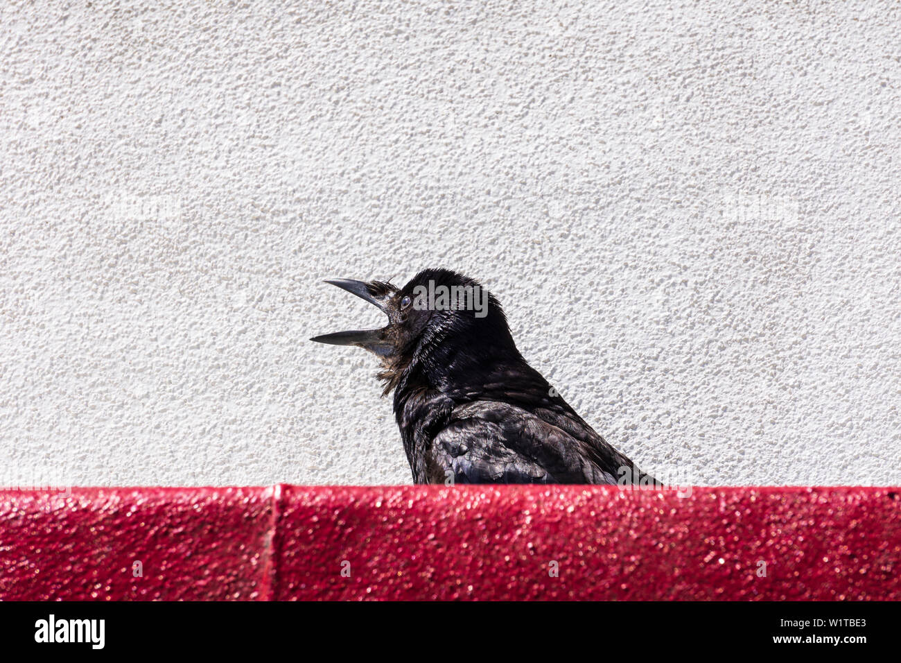 A crow finds a safe place on the roof of a beach cafe to sunbathe in the warm summer sunshine. Stock Photo