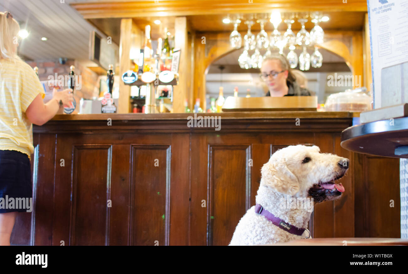 Dog in a pub 'The Plume of Feathers' at Barlaston, Staffordshire. There are hundreds of dog friendly pubs across the UK. Stock Photo