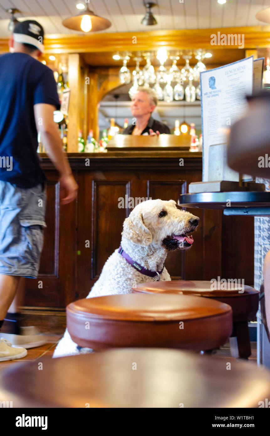 Dog in a pub 'The Plume of Feathers' at Barlaston, Staffordshire. There are hundreds of dog friendly pubs across the UK. Stock Photo