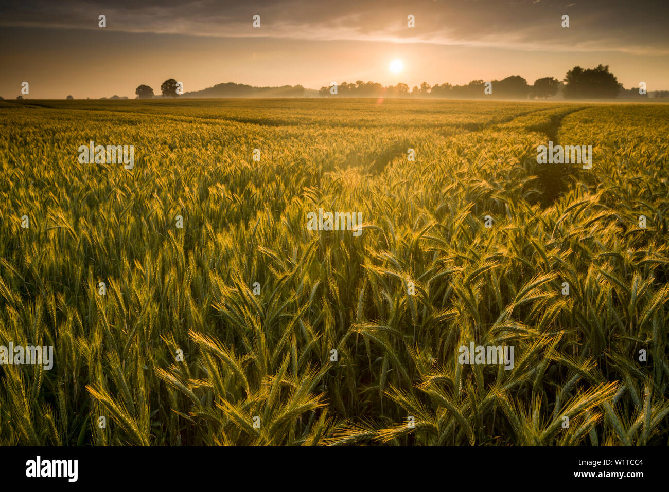 Rye field at sunset, Harpstedt, Oldenburg, Wildeshauser Geest, Lower Saxony, Germany Stock Photo