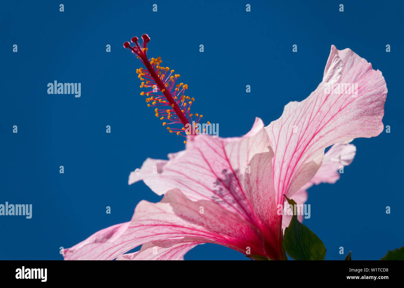 Hibiscus, Hibiscus rosa-sinensis, flower, Madagascar Stock Photo