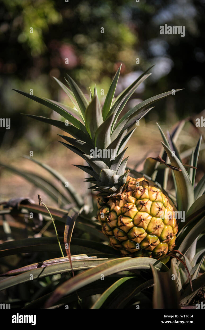 wild growing pineapple, San Agustin, UNESCO Weltkulturerbe, Departmento Huila, Colombia, Southamerica Stock Photo