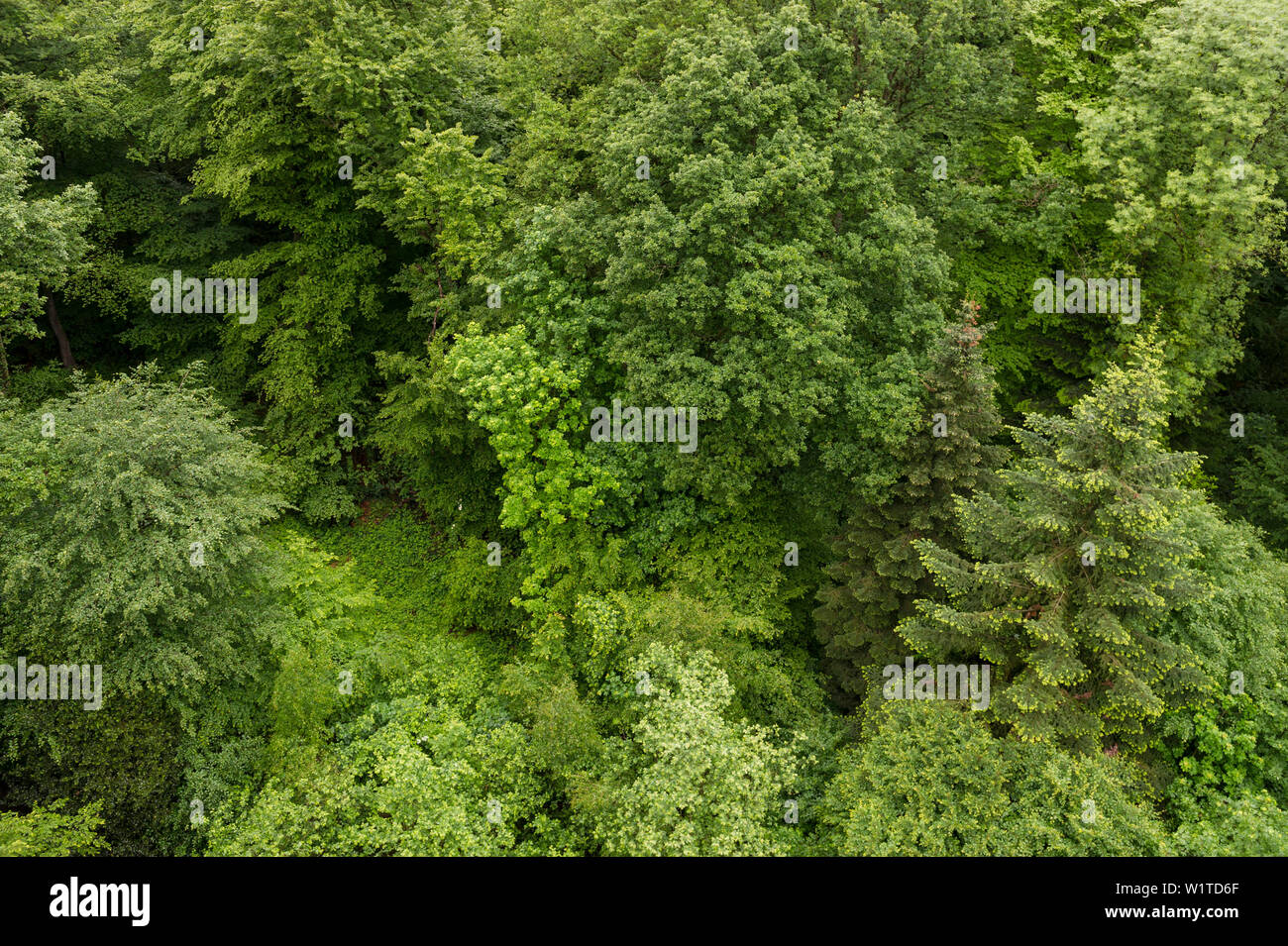 Aerial view of a mixed forest, spruce (Picea abies), beech (Fagus sylvatica) and wild cherry (Prunus avium), Emmendingen, Baden-Wuerttemberg, Germany Stock Photo