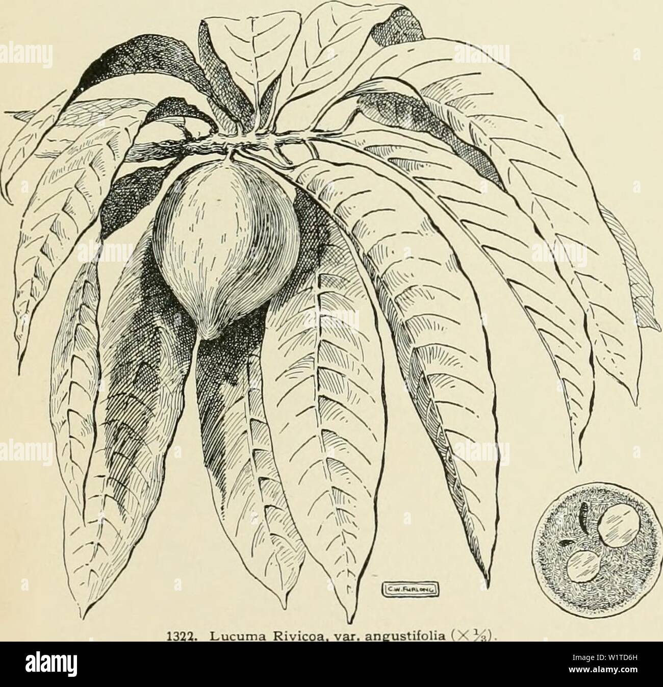 Archive image from page 474 of Cyclopedia of American horticulture, comprising. Cyclopedia of American horticulture, comprising suggestions for cultivation of horticultural plants, descriptions of the species of fruits, vegetables, flowers, and ornamental plants sold in the United States and Canada, together with geographical and biographical sketches  cyclopediaofam02bail Year: 1900 hiiry plant li -2' ft til lvs somewhat coidate or 1 irregul-iih toothed stilktd fragrant m lite spmi or 2 in long and so,i„«li,t at the ends ti| j . 1 «itl, tl R H 1857 p 11 -I 1 |u „ There is an i„ 1 im  lvs , al Stock Photo