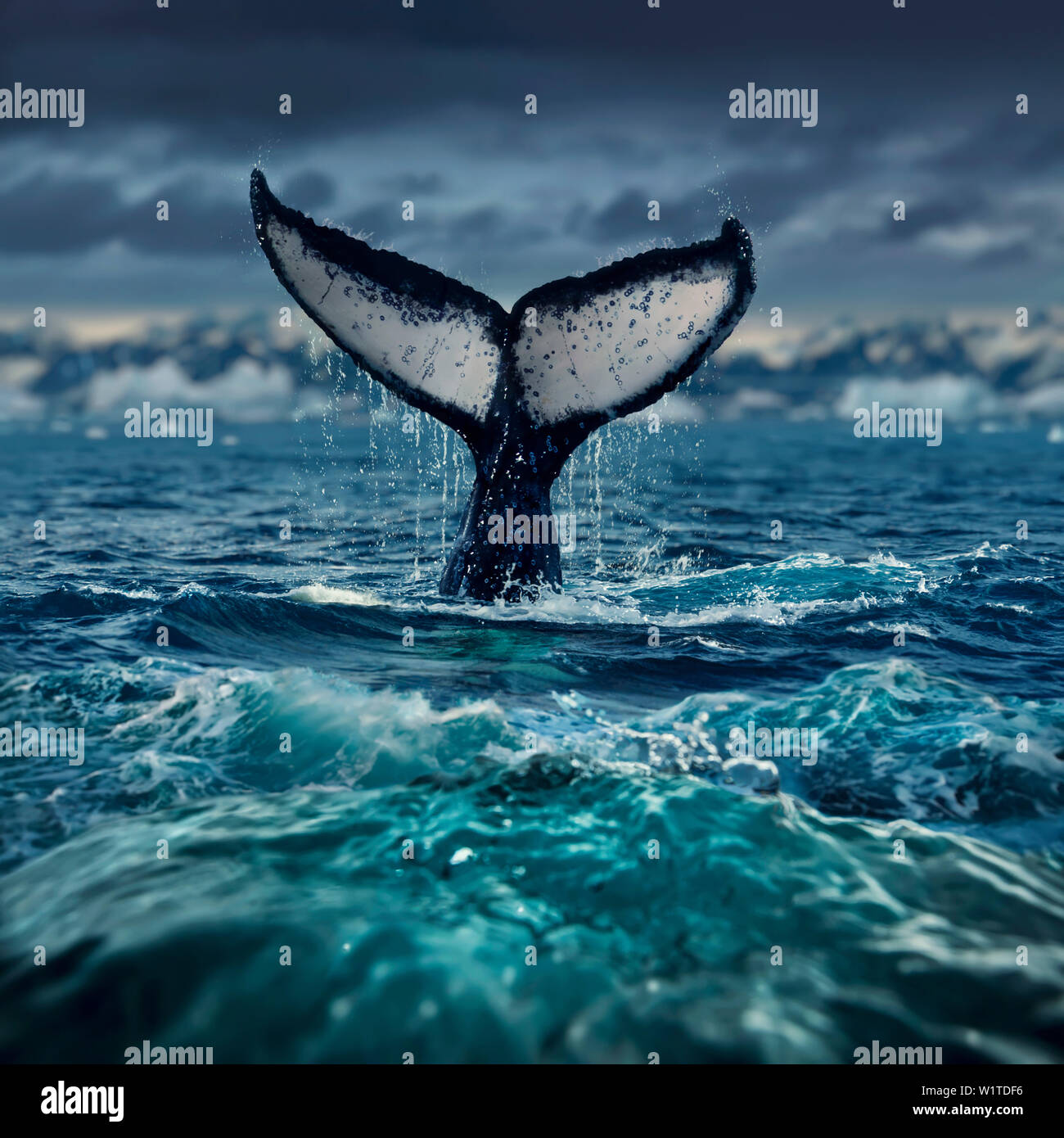 Humpback whale fluke hi-res stock photography and images - Alamy