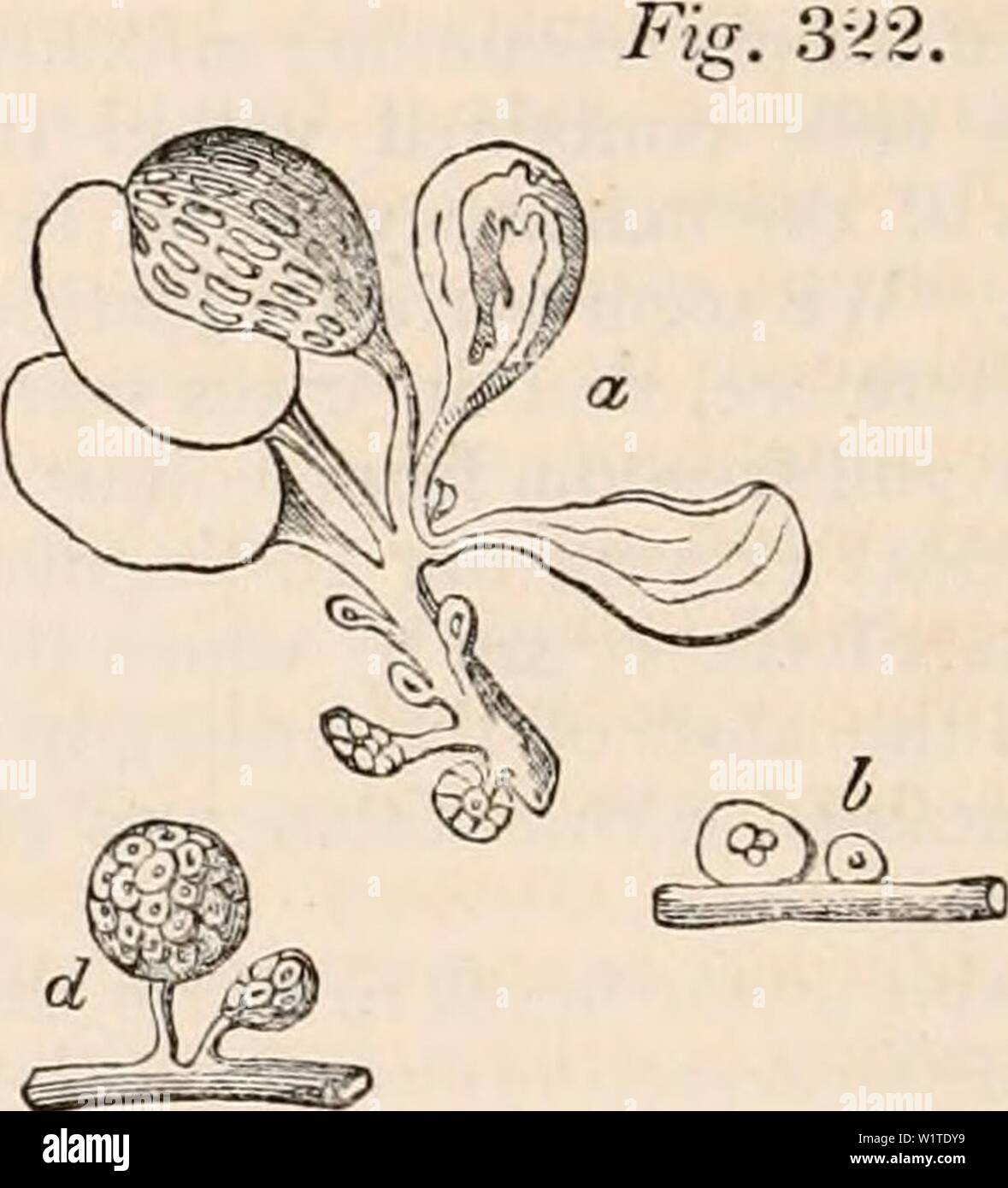 Archive image from page 475 of The cyclopædia of anatomy and. The cyclopædia of anatomy and physiology  cyclopdiaofana0401todd Year: 1847 Progressive development of vesicles of testis of Squalus cornubicus. a, portion of duct with a few nucleated cells, the primary or germinal cells of the future acini, at- tached to its walls ; b, c, d, e, f, primary cells, or acini, in successive stages ; g, one of the secondary cells in an immature state; h, a secondary cell elongated into a cylinder, each cell of its com- posite nucleus elongated into a spiral ; i, k, the spiral cells or spermatozoa free. Stock Photo