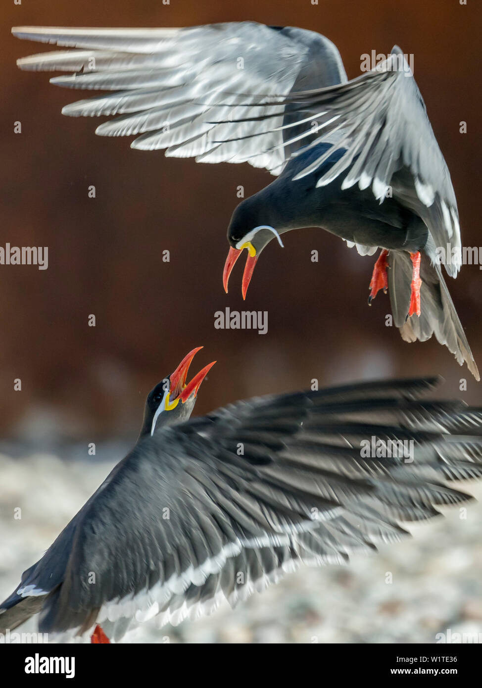 Inca Terns fighting, Larosterna inca, South America, captive Stock Photo