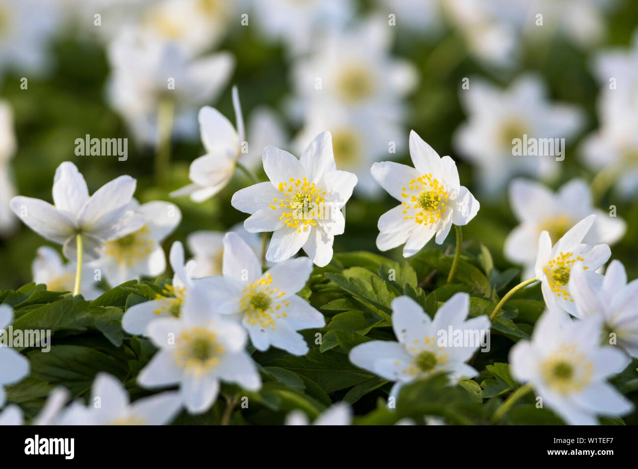 Wood anemone in beech forest in spring, Anemone nemorosa, Hainich National Park, Thuringia, Germany, Europe Stock Photo