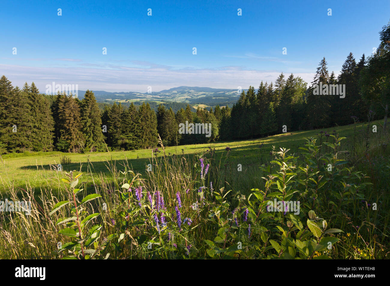 View from the Black Forest Panoramic Road, Black Forest,  Baden-Wuerttemberg, Germany Stock Photo - Alamy
