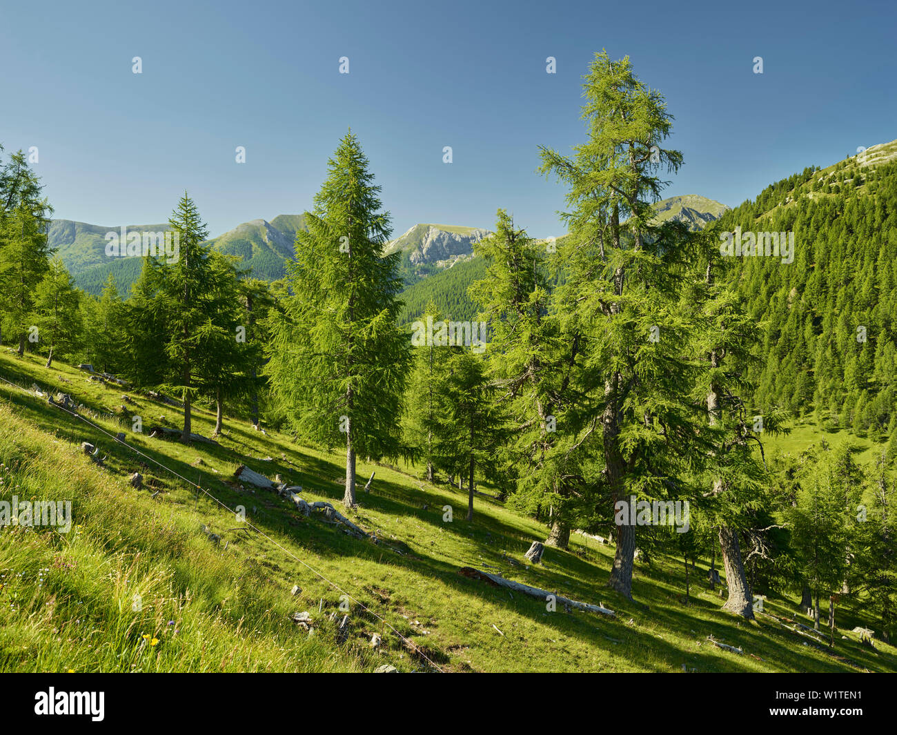 Swiss stone pine forest, near eisentalhöhe, the Nockberge National Park, Carinthia, Austria Stock Photo