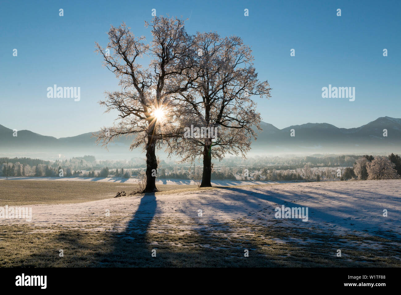 oak tree in snow, Quercus robur, Bavaria, Germany Stock Photo