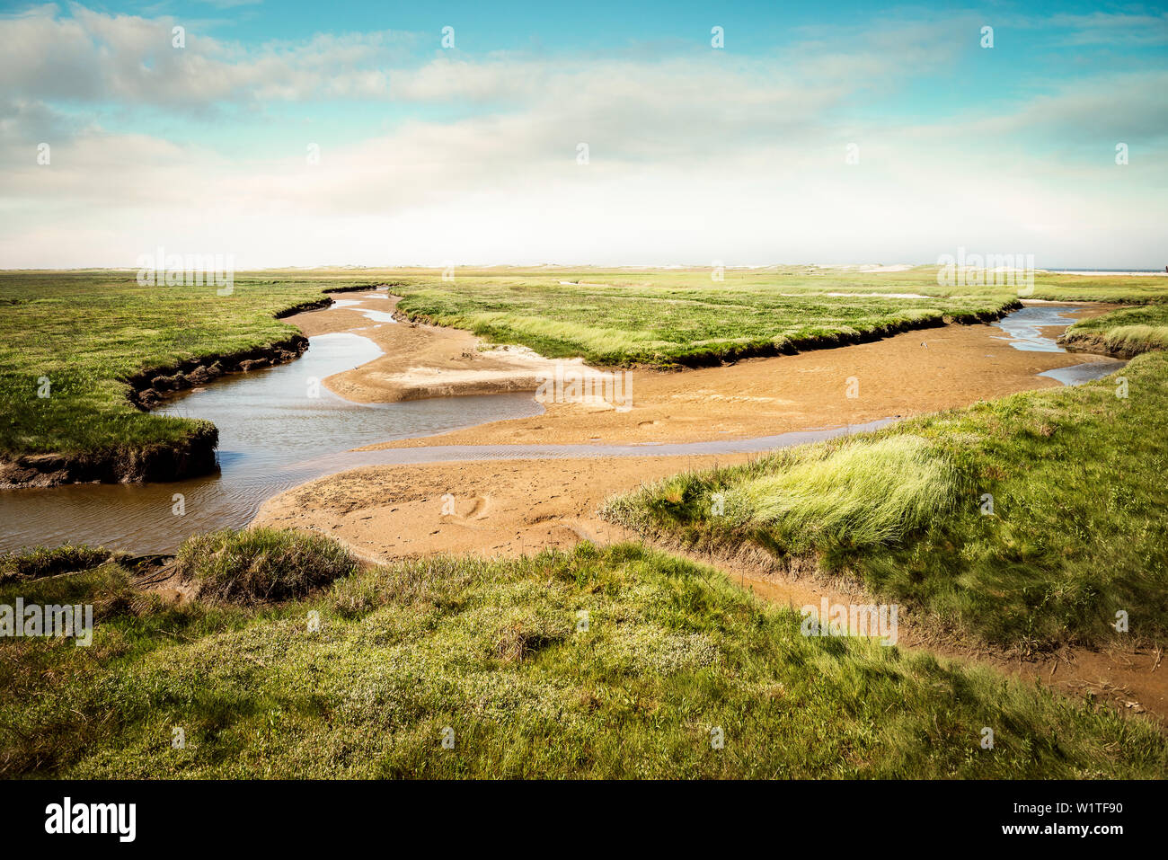 UNESCO World Heritage the Wadden Sea, salt meadow at St. PeterOrding