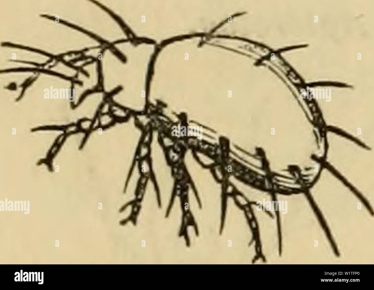 Archive Image From Page 481 Of Cuvier S Animal Kingdom Arranged Cuvier S Animal Kingdom Arranged According To Its Organization Cuviersanimalkin00cuvi Year 1840 470 Arachnida Terminated In Various Ways According To Their Habits