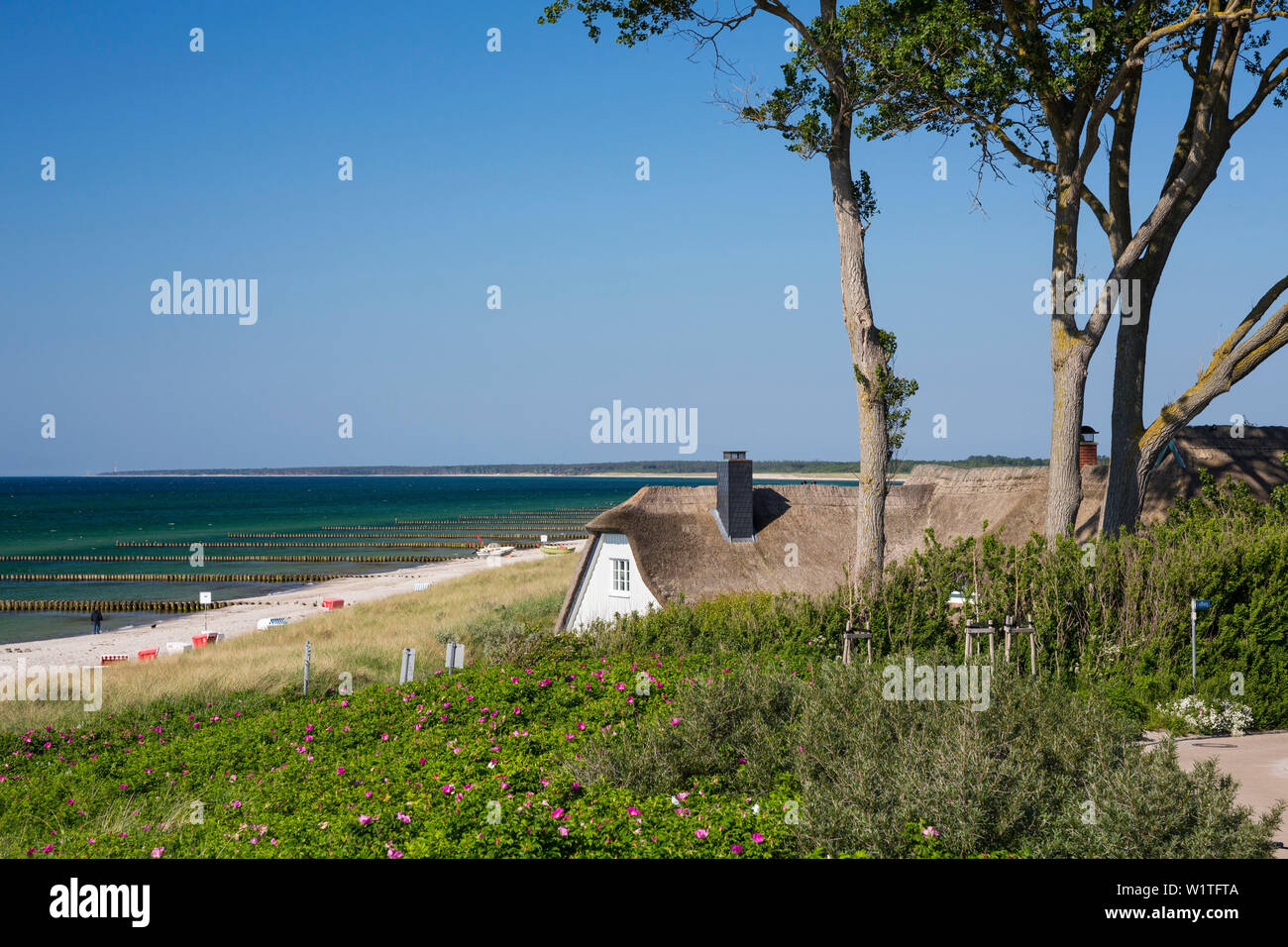 ' thatched house at the beach in Ahrenshoop, Darß, Fischland, Baltic Sea, Mecklenburg-Western Pomerania; Germany, Europe' Stock Photo
