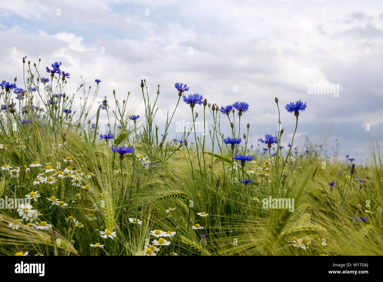 Cornflowers In Barley Field High Resolution Stock Photography and ...