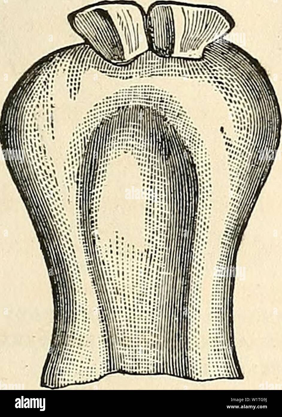 Archive image from page 482 of Dadd's theory and practice of Stock Photo
