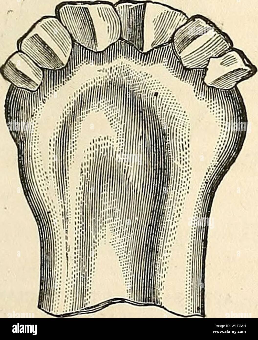 Archive image from page 482 of Dadd's theory and practice of Stock Photo