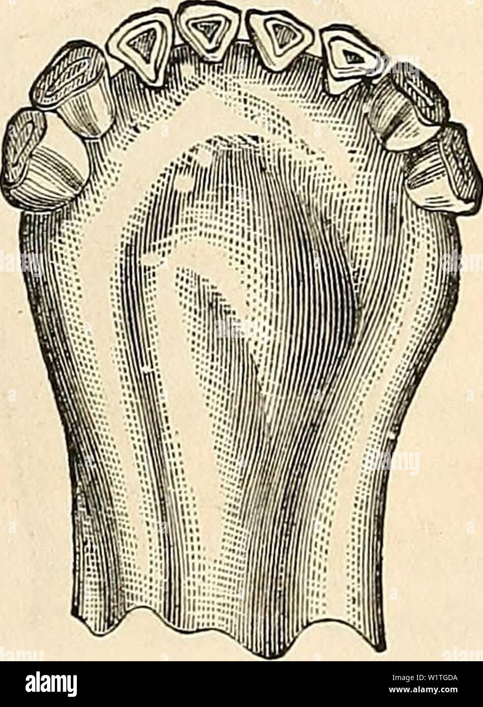Archive image from page 482 of Dadd's theory and practice of Stock Photo