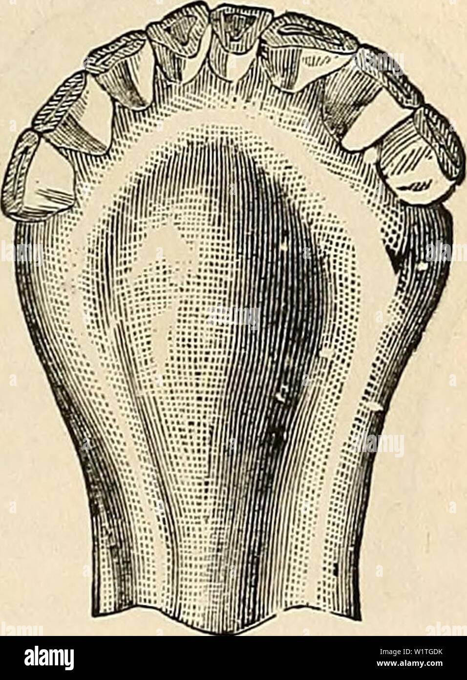 Archive image from page 482 of Dadd's theory and practice of Stock Photo