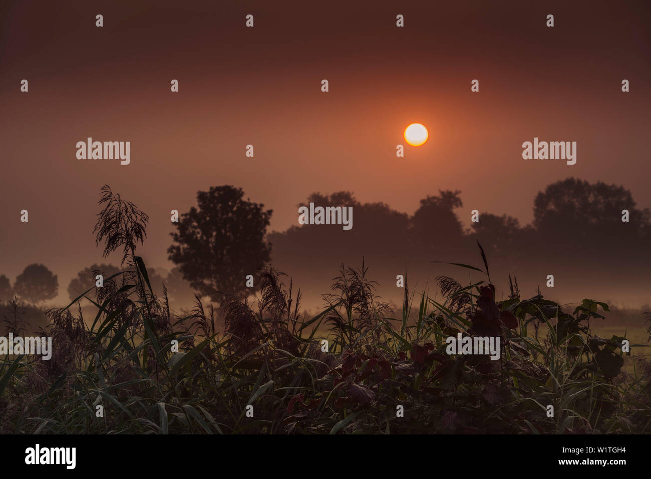 pasture, fog, dew, sunrise, Waddewarden, Wangerland, Friesland - district, Lower Saxony, Germany, Europe Stock Photo