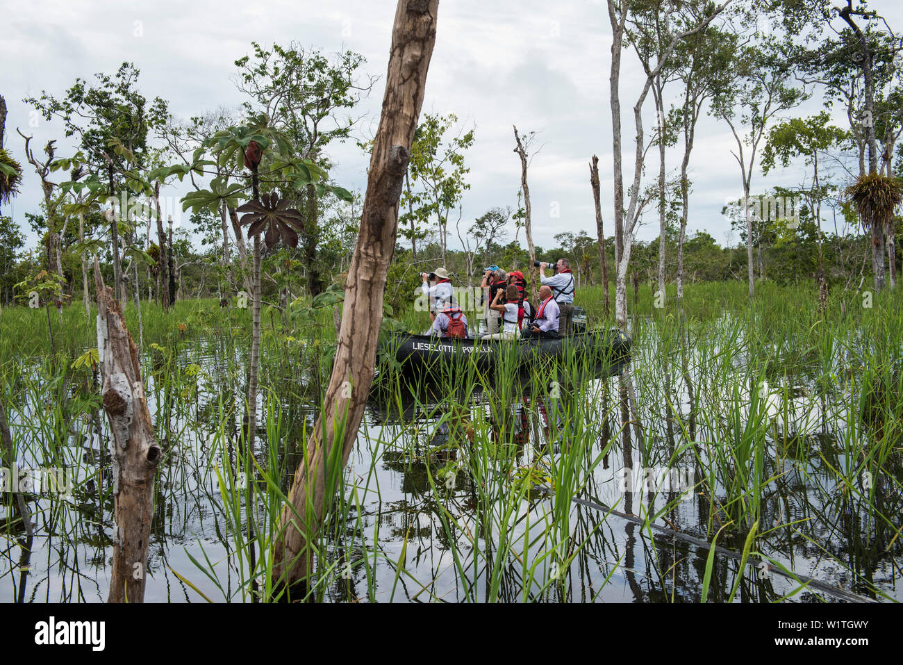 Passengers in a Zodiac from the expedition cruise ship MS Hanseatic (Hapag- Lloyd Cruises) explore a flooded area along the Amazon River, Jutai, Amazon  Stock Photo - Alamy