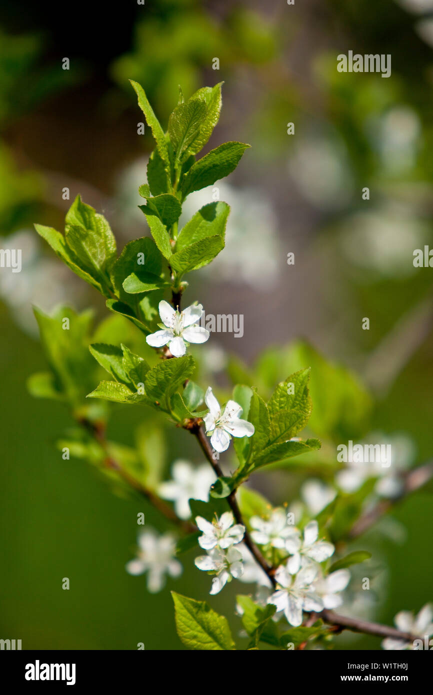 Plum tree blossoms (Prunus domestica) Bad Wildungen, Hesse, Germany, Europe Stock Photo