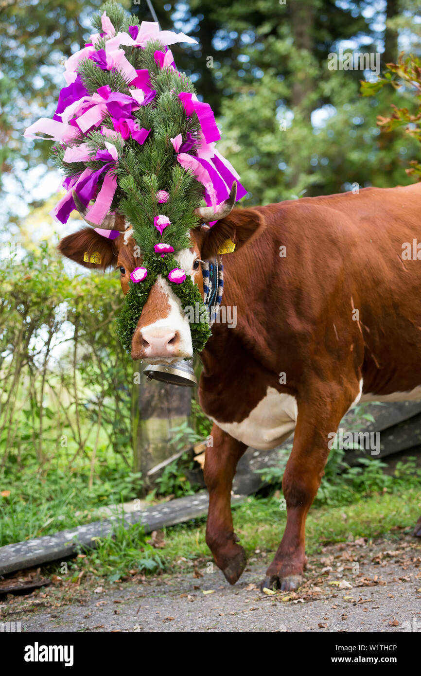 Beautifully decorated with large bell when cattle calf Stock Photo