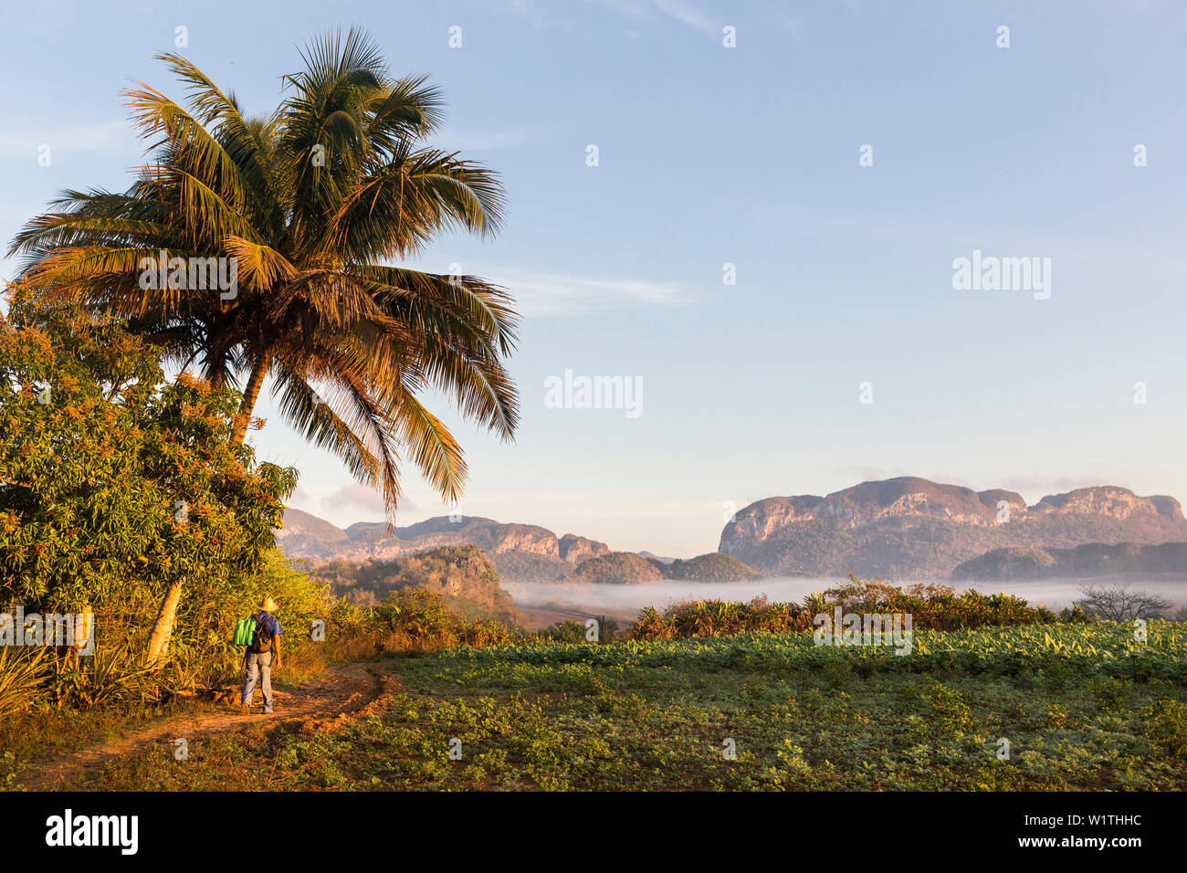 Mogotes and tobacco fields in Vinales, climbing region, lonliness,  countryside, beautiful nature, family travel to Cuba, parental leave,  holiday, time Stock Photo - Alamy