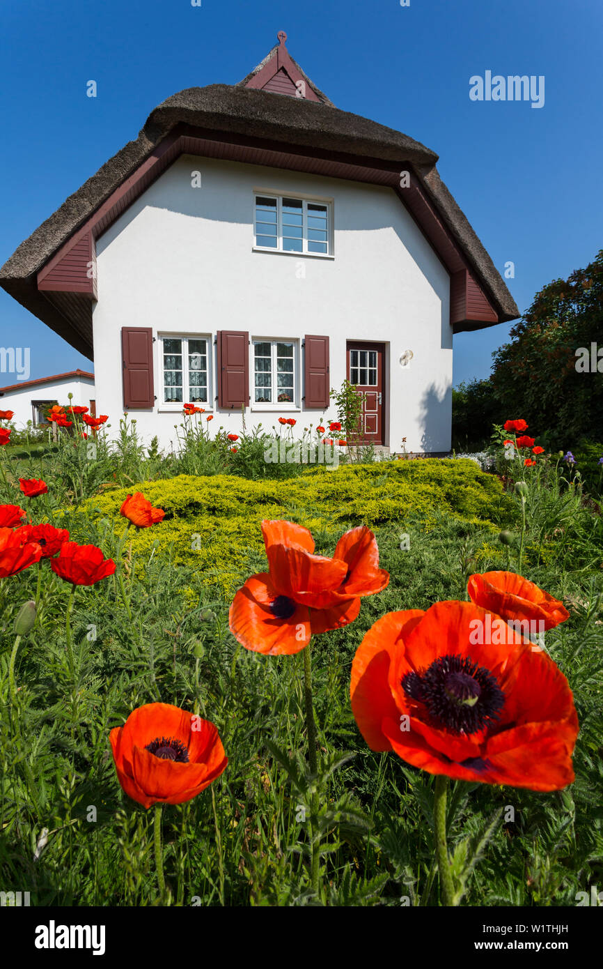' thatched house in Ahrenshoop with garden, red poppies, Darß, Fischland, Baltic Sea, Mecklenburg-Western Pomerania; Germany, Europe' Stock Photo