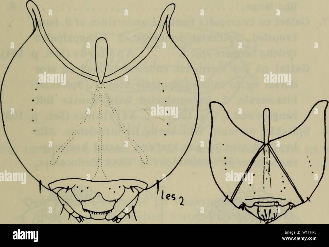 Archive image from page 486 of Danmarks fauna; illustrerede haandbøger over. Danmarks fauna; illustrerede haandbøger over den danske dyreverden..  danmarksfaunaill69dans Year: 1907 483 2B2). Larver ofte i bladruller på forskellige løv- træer (Rhynchitinae) 6. 5. Hovedet stærkt tilsmalnet bagud (fig. IIA). Krop- pen forholdsvis slank Rhynchaenus. (v. E. 38 p. 22; Sch. p. 126). Hovedet ikke eller næppe tilsmalnet bagud (fig. IIB). Kroppen meget bred . . Rhamphus (Sch. p. 131).    A B Fig. 11. A Rhynchaenus fagi L. (Scherf); B Rhamphus pulicarius Herbst. Hovedets overside, (van Emden 1938). Stock Photo