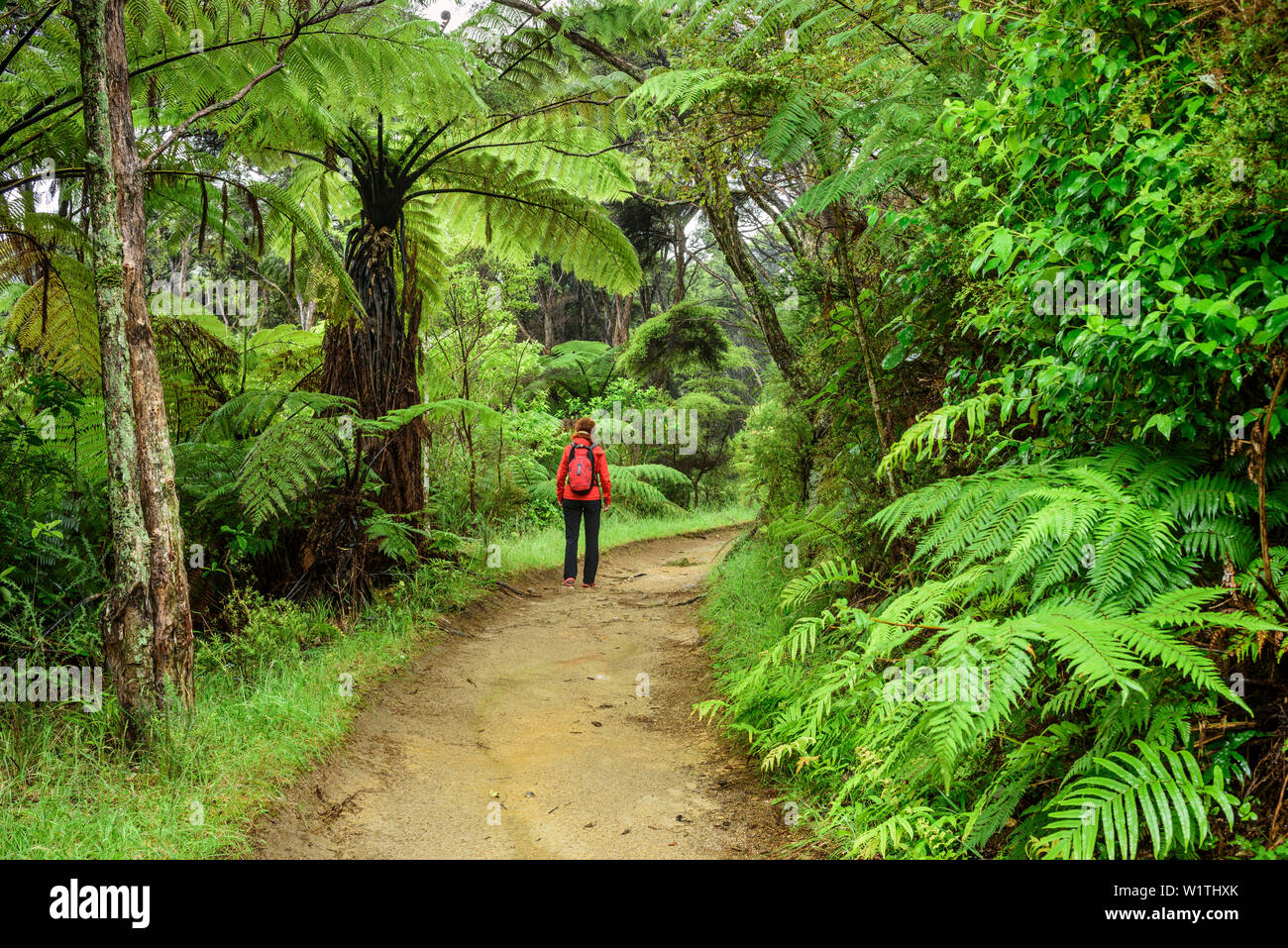 Woman hiking on Abel Tasman Coastal Track through rainforest with fern trees, Abel Tasman Coastal Track, Great Walks, Abel Tasman National Park, Tasma Stock Photo