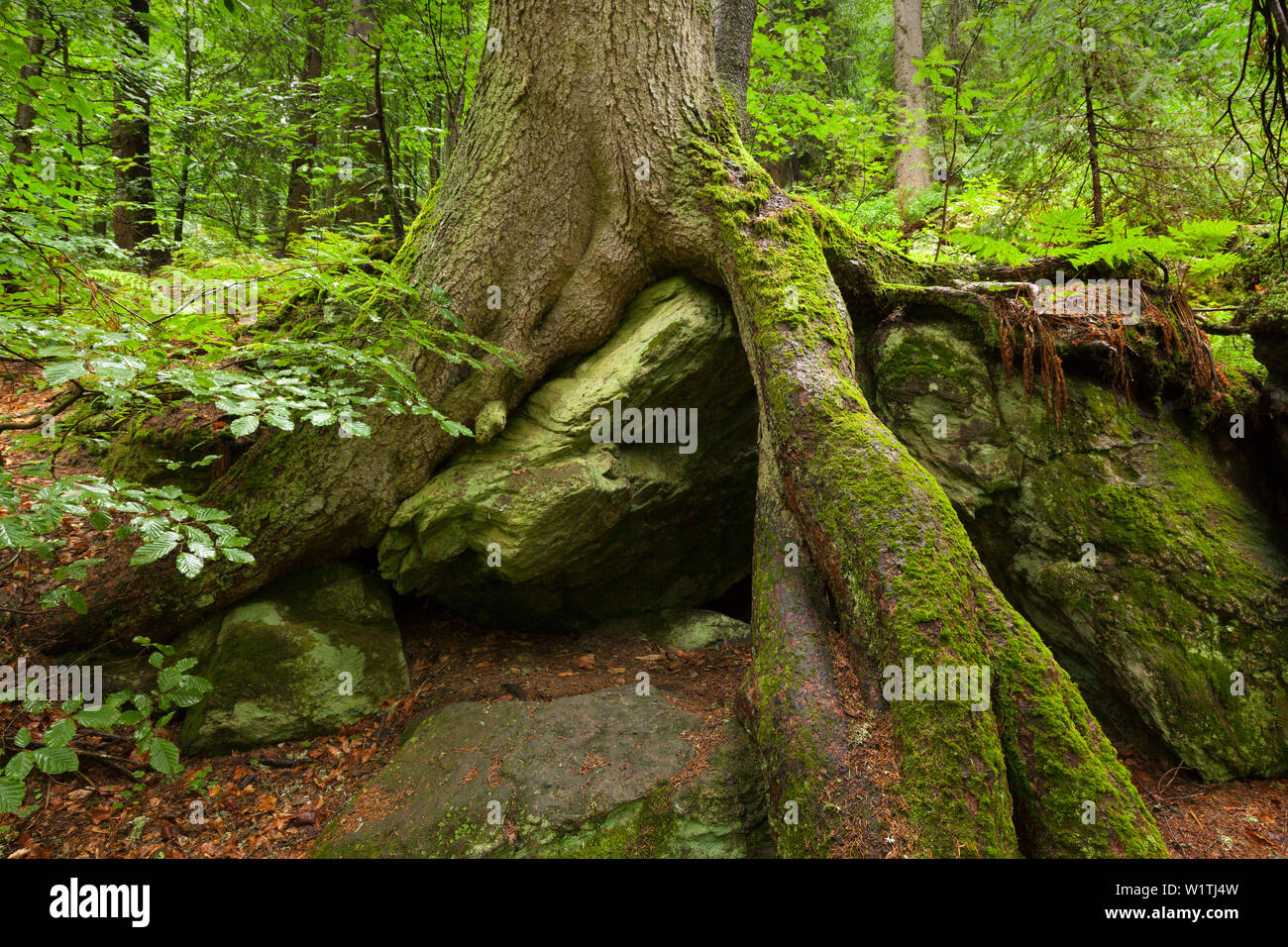 Roots of a spruce, hiking path to Grosser Falkenstein, Bavarian Forest, Bavaria, Germany Stock Photo