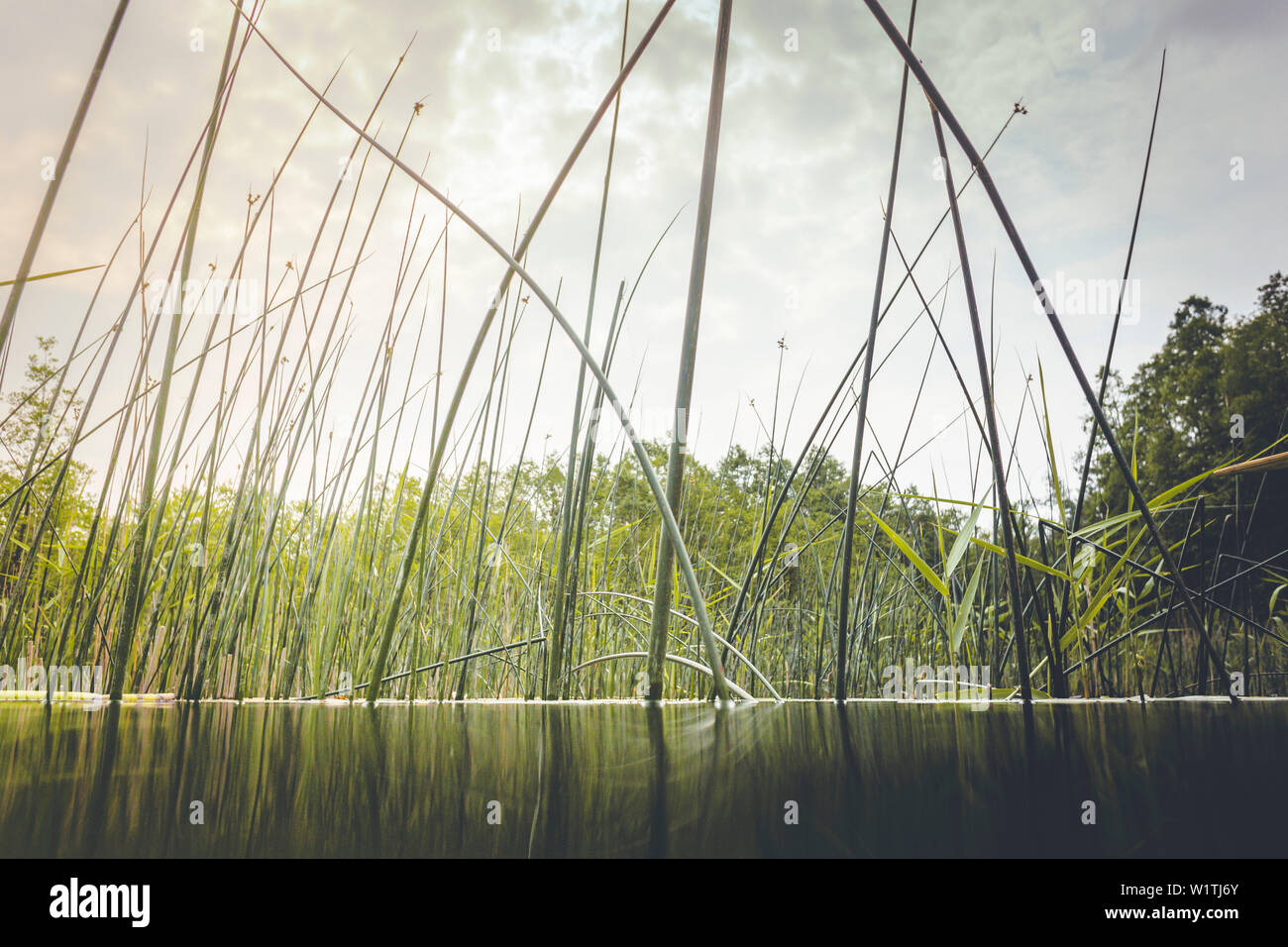 View from the water from the frog's perspective Stock Photo