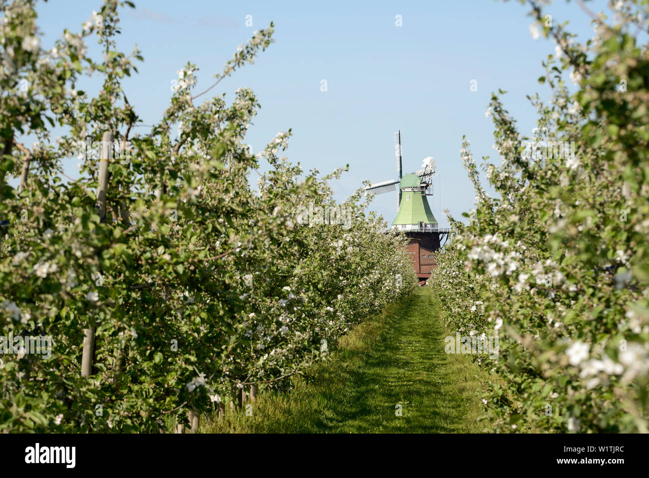 apple trees, blossoming, Altes Land, windmill, Venti Amica, Hollern-Twielenfleth, Lühe, Stade - district, Lower Saxony, Germany, Europe Stock Photo