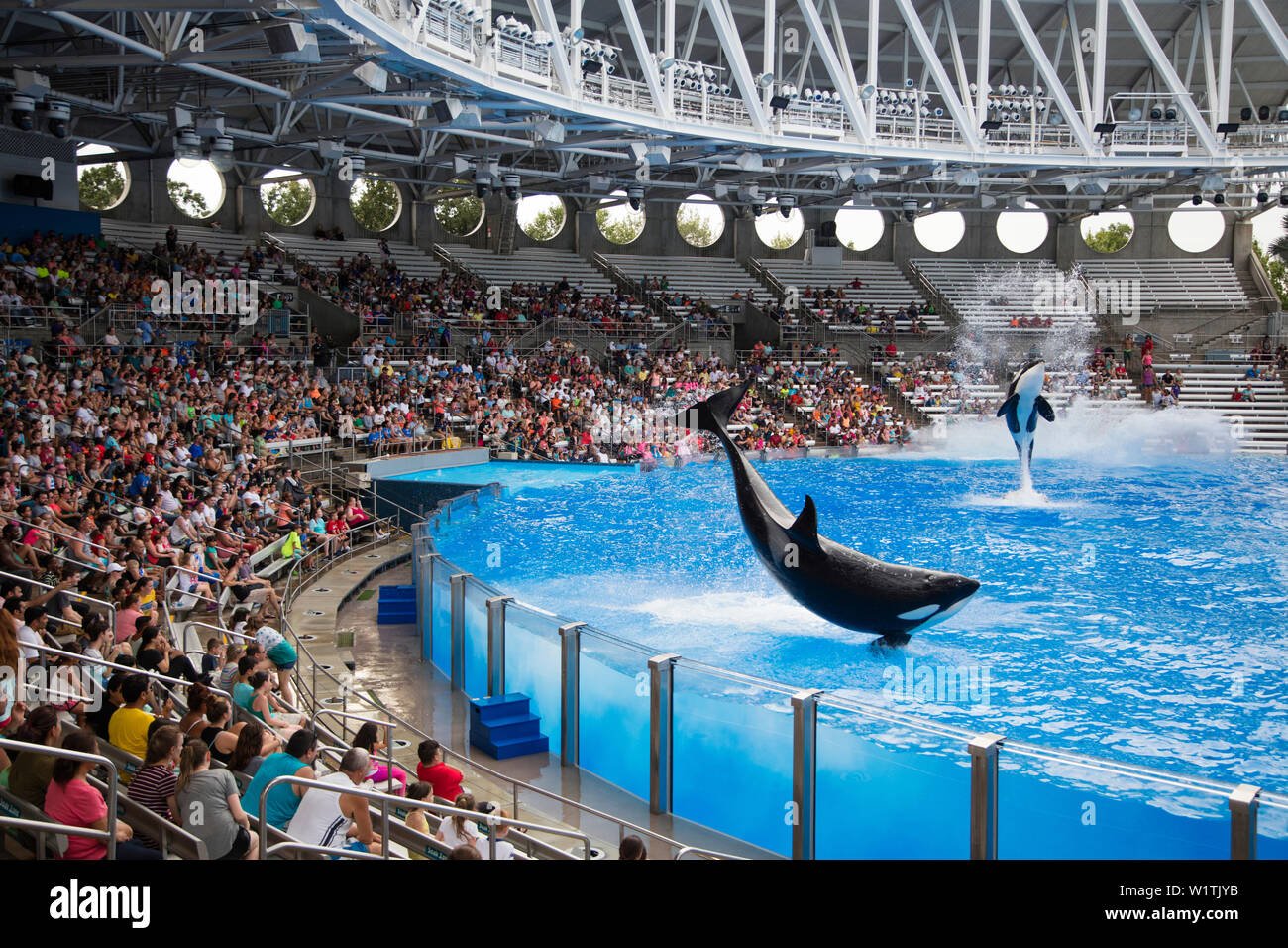 Orca killer whales breach during One Ocean show at Shamu Stadium of Sea World Orlando theme park, Orlando, Florida, USA Stock Photo