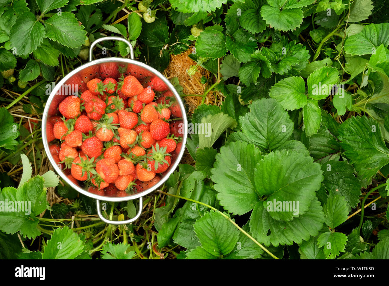 A silver colander full of freshly picked red strawberries sitting in the middle of green strawberry plants, the colander is on the left leaving copy s Stock Photo