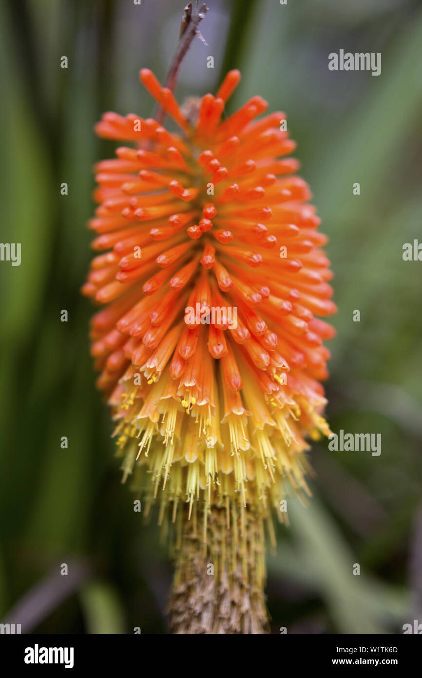 Jardin Exotique Georges Delaselle:, Île de Batz, Bretagne, France Stock
